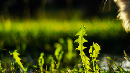 Macro d'herbes et de petites plantes, pendant le coucher du soleil