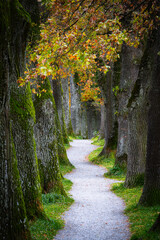 Fototapeta premium Autumn scenic with a shady alley