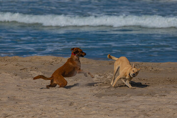 two dogs on the seashore