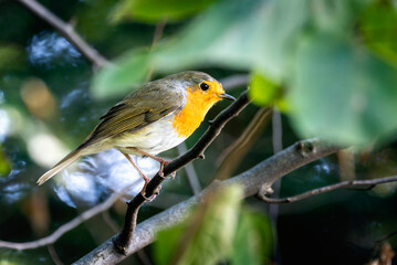Closeup of an european robin bird