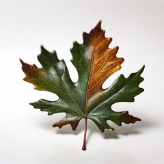 Fototapeta premium leaf from a tree - chestnut, maple, oak, cannabis, fern. Yellow autumn and green tree leaves on a white background