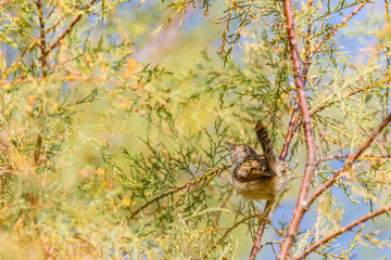 bird on a branch