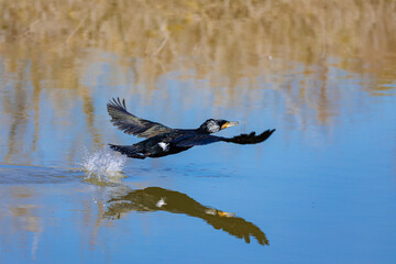 Wild bird flying over the water
