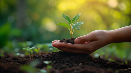 plant in hand holding a young plant on a blur green natural background. concept eco earth day,