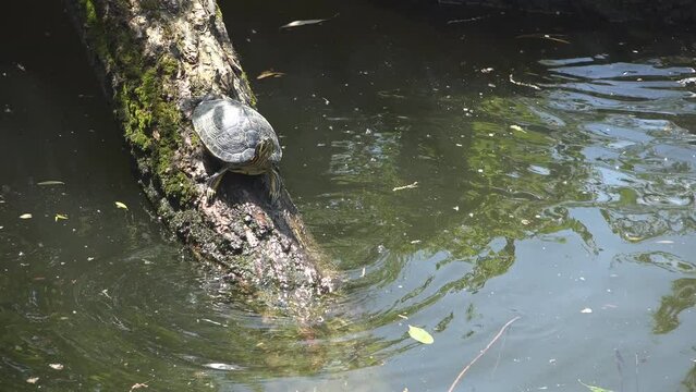 Pond slider (Trachemys scripta) turtle resting on a wood in the water