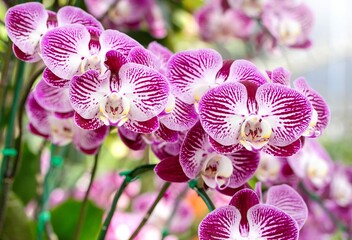 Phalaenopsis Orchid Flower 2