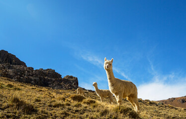 Alpaca