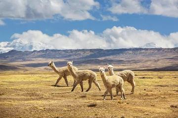 Fotobehang Alpaca © Galyna Andrushko