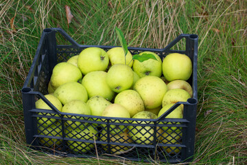 green apples in a box