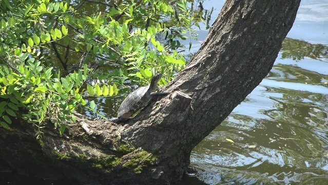 Pond slider (Trachemys scripta) turtle basking on a trunk from the water