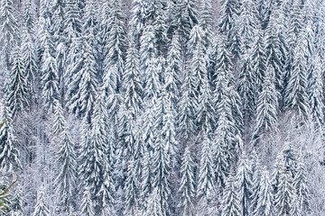 Fir trees covered with snow. Snowy spruces