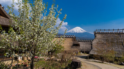 mountain fuji from iyashi no sato