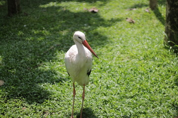 white crane among the green grass