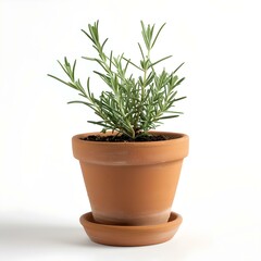 Green rosemary plant in a classic terracotta pot isolated on white background. ideal for gardening and culinary projects. simple and natural style. AI