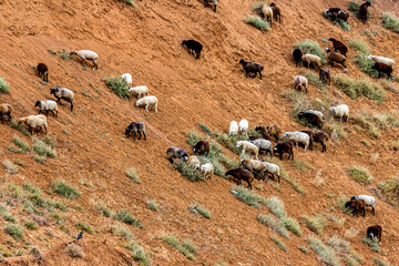 A herd of sheep grazes on a steep clay slope or cliff of the Alexander graben (Russia, Volgograd). White and black sheep against a background of red clay and green patches of grass.