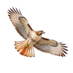 hawk flying with extended wings, on Png background.