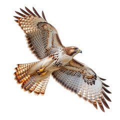 hawk flying with extended wings, on Png background.