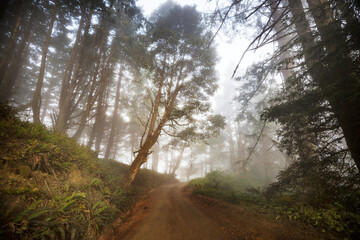 Fog in the forest