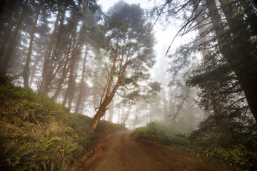 Fototapeten Fog in the forest © Galyna Andrushko