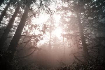 Fototapeten Fog in the forest © Galyna Andrushko