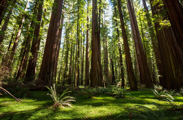 Fototapeta premium Green forest