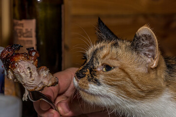 A fluffy cat sits at the table, reaches for a piece of meat and sniffs at it. The man is holding the meat on a fork. The color of the coat is black, red and white called Calico.