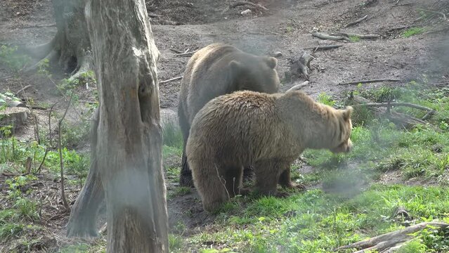 Brown bears (Ursus arctos) couple, male and female mating in the wild