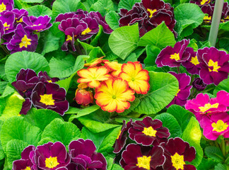 Multicolor Garden Primula Flowers in garden store center. Primrose Primula Vulgaris blossoms in rows. Primrose Primula Vulgaris blossom. Multicolor Country Garden Primula Flowers.