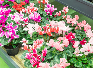 Seasonal blooming winter flowers. Close up pink and red cyclamen flowers in a pots in the garden store center. Greenhouse cultivation and sale of indoor flowers with cyclamen.
