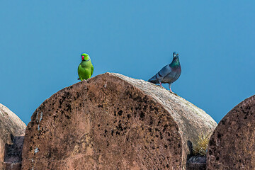 A pigeon and an Indian ringed parrot sit on the stone wall of an ancient fort. Ths parakeet is...
