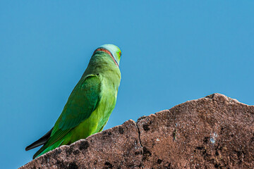 Indian ringed parrot sittingon the stone wall of an ancient fort or fortress. Ths parakeet is known...