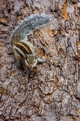 A small fluffy Indian palm squirrel climbs down a tree trunk upside down. Big fluffy tail. This animal is also known as Funambulus palmarum, three-striped palm squirrel. Looks like a chipmunk.