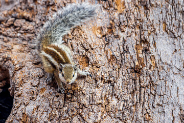A small fluffy Indian palm squirrel climbs down a tree trunk upside down. Big fluffy tail. This animal is also known as Funambulus palmarum, three-striped palm squirrel. Looks like a chipmunk.