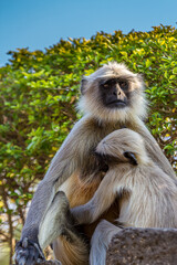 Obraz premium Little cute baby langur sucking mother's nipple. Bengal sacred langur (Semnopithecus entellus, Northern plains gray) lives in the tropics in India. Wildlife, nature, animal, motherhood.