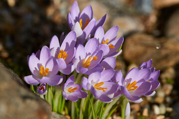 Wilde Krokusse im Fr&uuml;hjahr