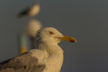 Portrait of a gull or seagull standing on a seaside railing at golden hour near the ocean at sunset or sunrise. It's Caspian gull (Larus cachinnans) nesting in the Black and Caspian Seas.