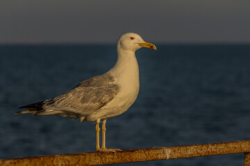 Portrait of a gull or seagull standing on a seaside railing at golden hour near the ocean at sunset or sunrise with water on the horizon. It's Caspian gull (Larus cachinnans).