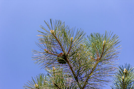Green branch of fir or spruce with a pine cone close-up. Evergreen Pinus. Wild tree in nature outdoors. View against the background of a blue cloudless sky.