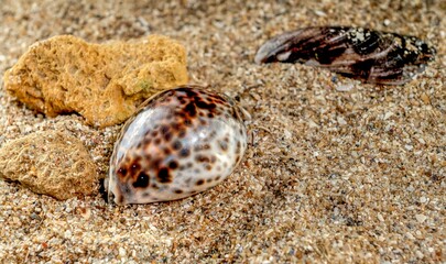 Tiger Cowrie Seashell on the sand