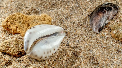 Tiger Cowrie Seashell on the sand