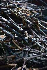 Wooden sticks, unprotected beams from a tree on the ground.