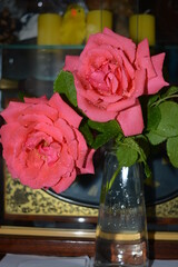 Beautiful, recently plucked pink rose buds stand in a glass transparent vase. Large rosebuds covered with water droplets.
