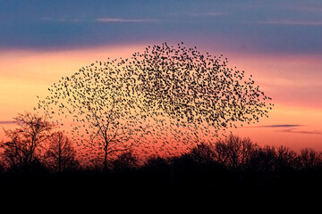 murmuration Starlings in sunset