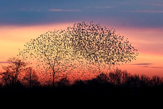 murmuration Starlings in sunset