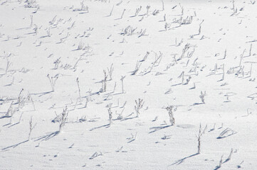 Dry plants emerging from the snow layer on the field