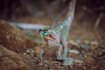 Mesozoic Marvel: Dilophosaurus in Natural Habitat