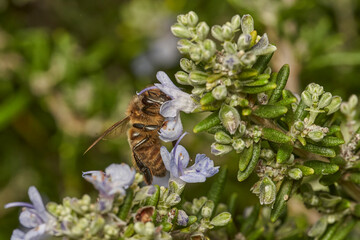 abeja melífera libando en la flor de romero 