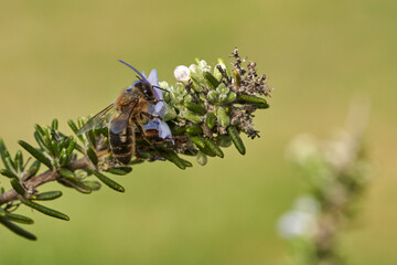 abeja melífera en una flor de romero 