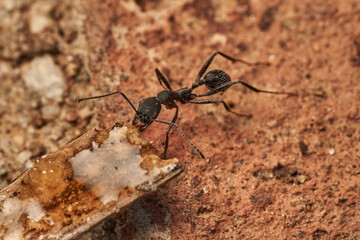 hormiga común negra arrastrando una rama 