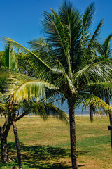 Fototapeta premium Foto de las palmeras en la plaza paradisiaca de Nadi, Fiji.